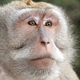 Illustration for article titled Monkey AIDS Vaccine Holds Promise for Us Humans, Too